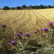 Campagne Ispicesi